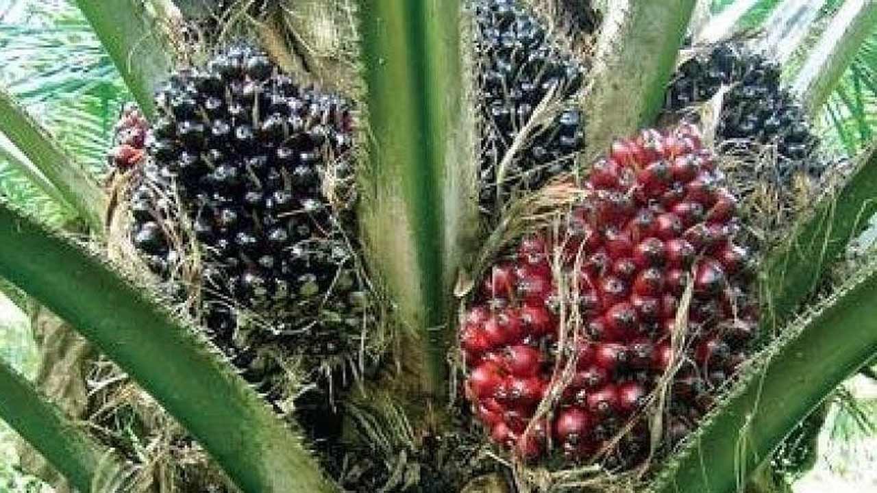 టన్ను@రూ.19,598