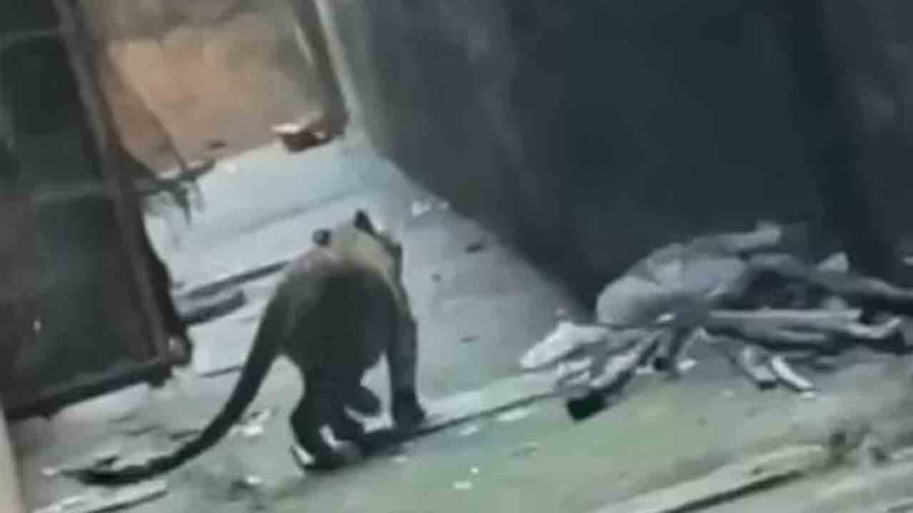 Leopard | జనావాసాల్లోకి ప్రవేశించిన చిరుత.. భయాందోళనలో ప్రజలు