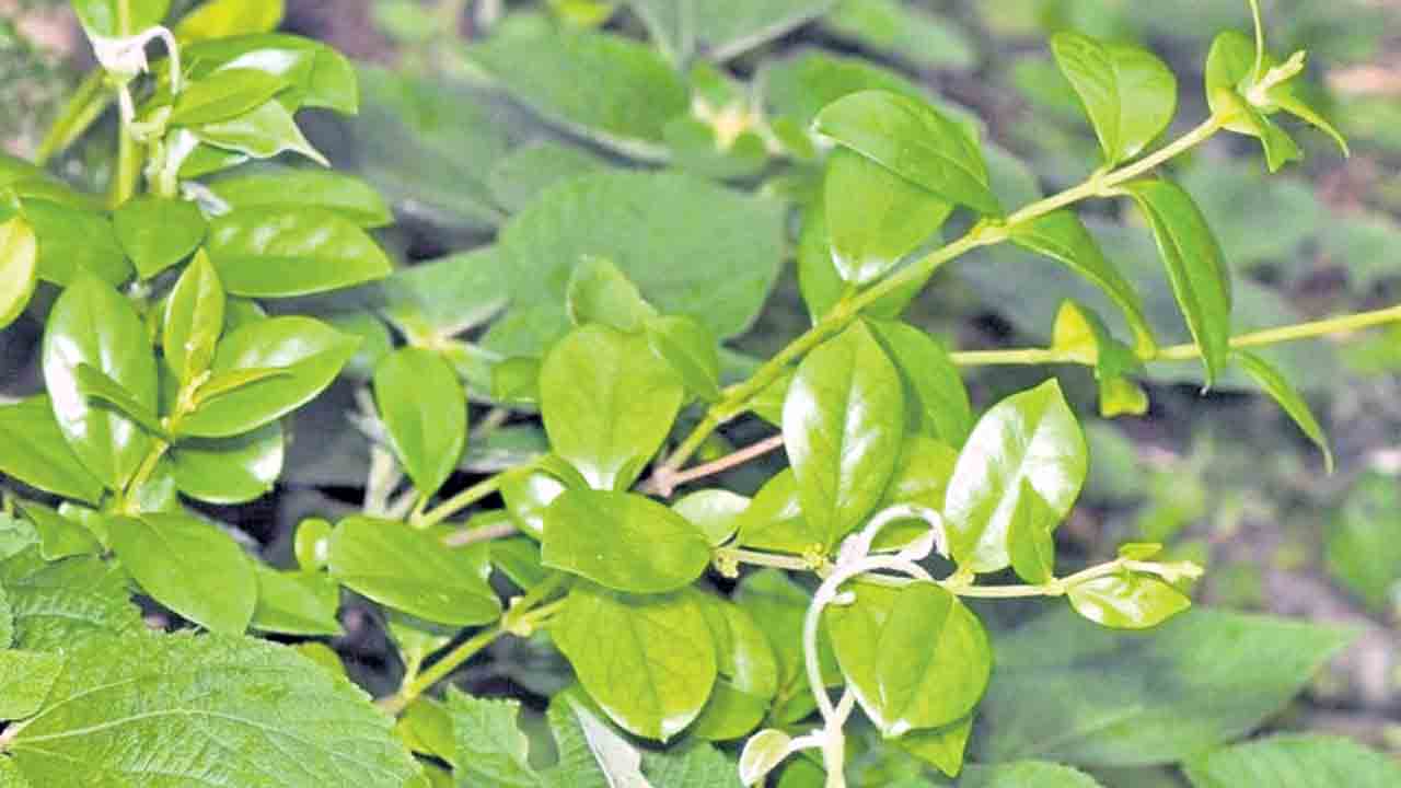 ఘనం.. పీవీ వనం