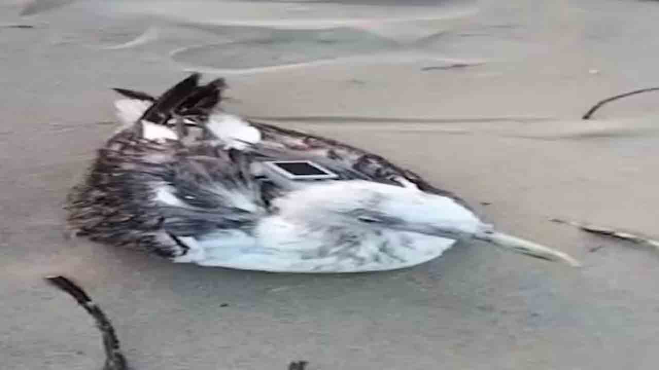 Seagull with Chinese GPS | సీగల్‌కు చైనా జీపీఎస్‌ ట్రాకర్‌.. నేవీ బేస్‌ సమీపంలో కనిపించడంతో కలకలం