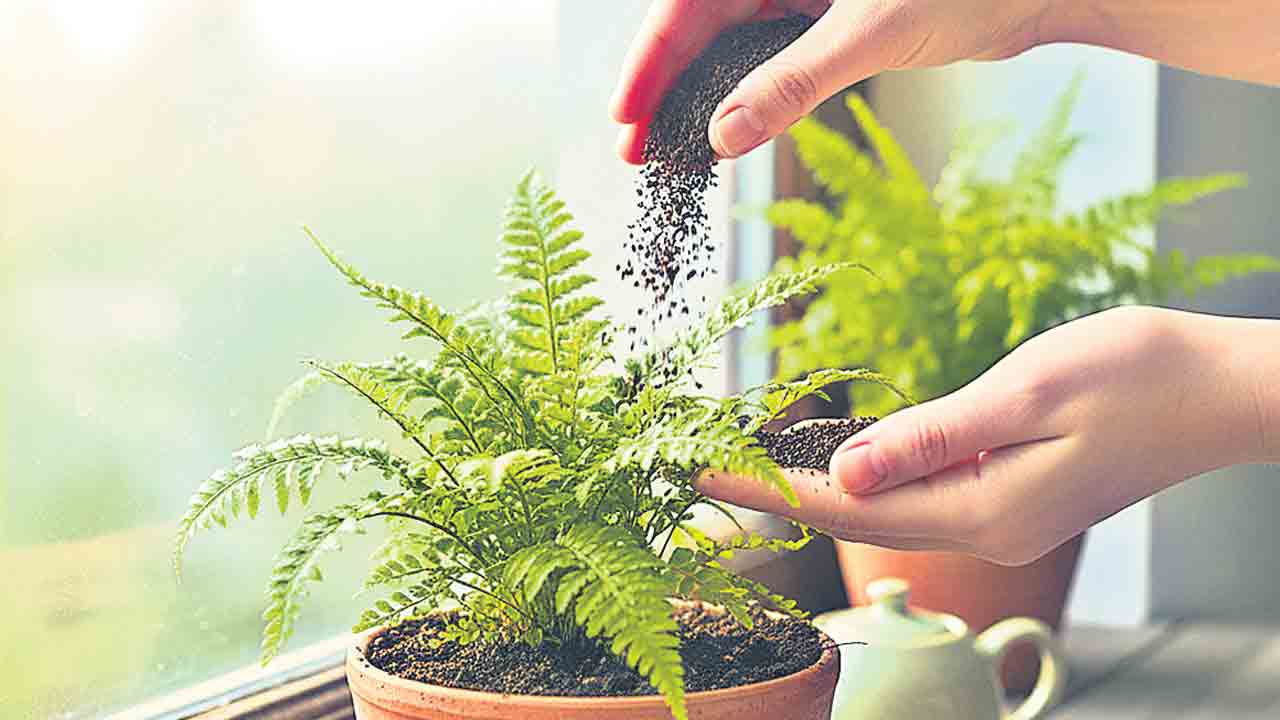 ఎరువుల్లో మేటీ