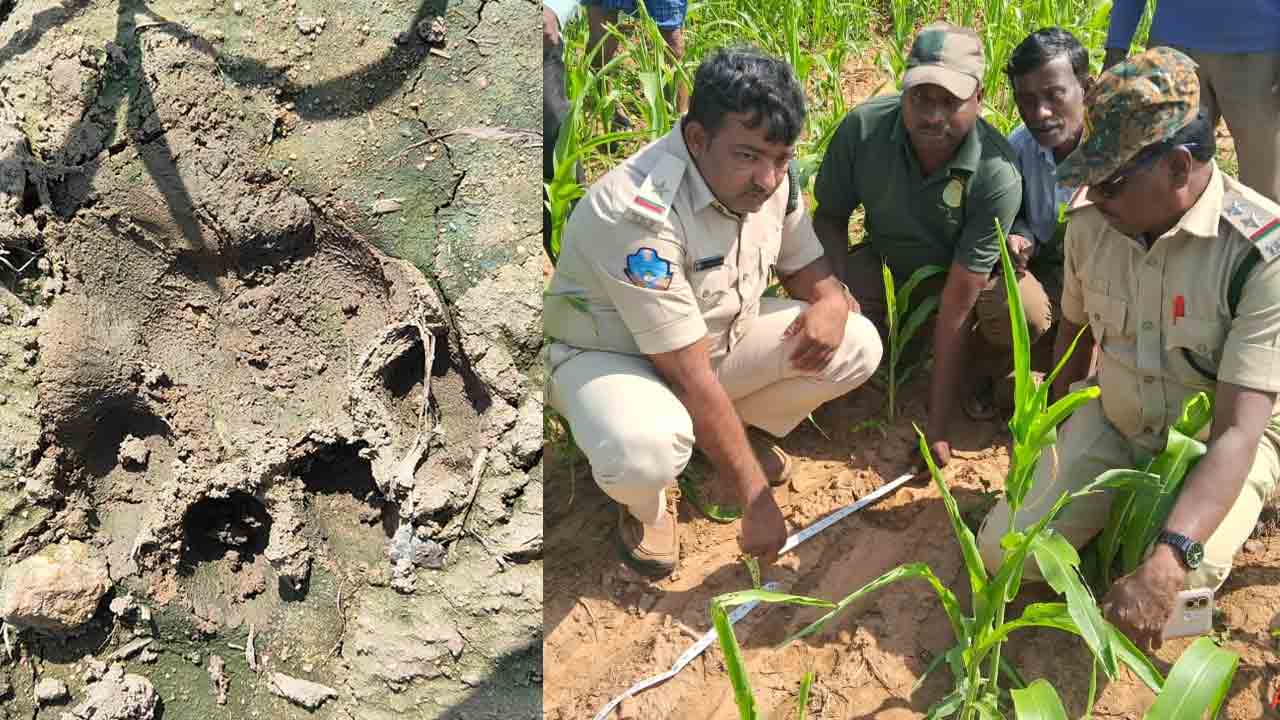 Tiger | కొల్లాపూర్ రేంజ్ అటవీ పరిధిలో పెద్దపులి జాడలు.. అప్రమత్తంగా ఉండాలని అధికారుల హెచ్చరిక