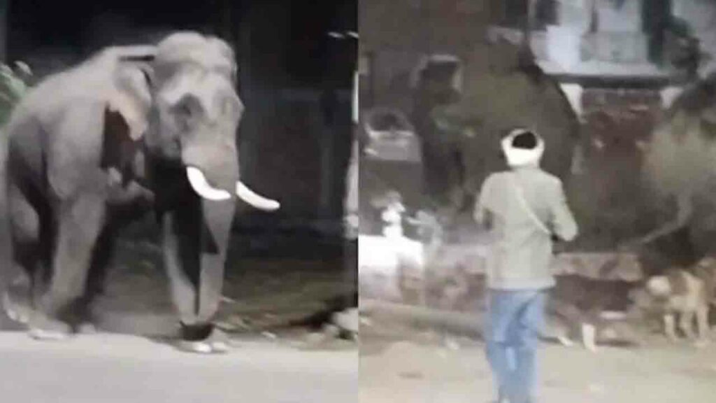 Wild Elephants Stray In Har