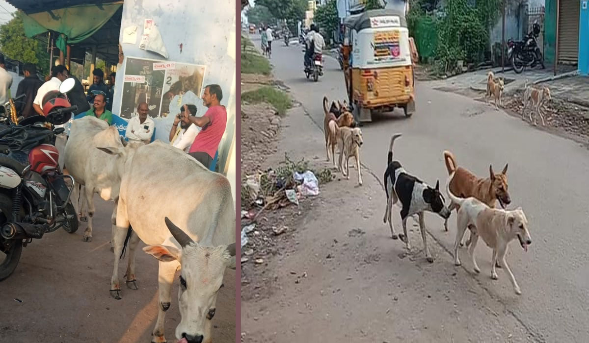 Godavarikhani | యథేచ్ఛగా పశువులు రోడ్ల పైకి.. షెల్టర్లకు తరలించాలని కోర్టు ఆదేశించి నేటికి నెల..!