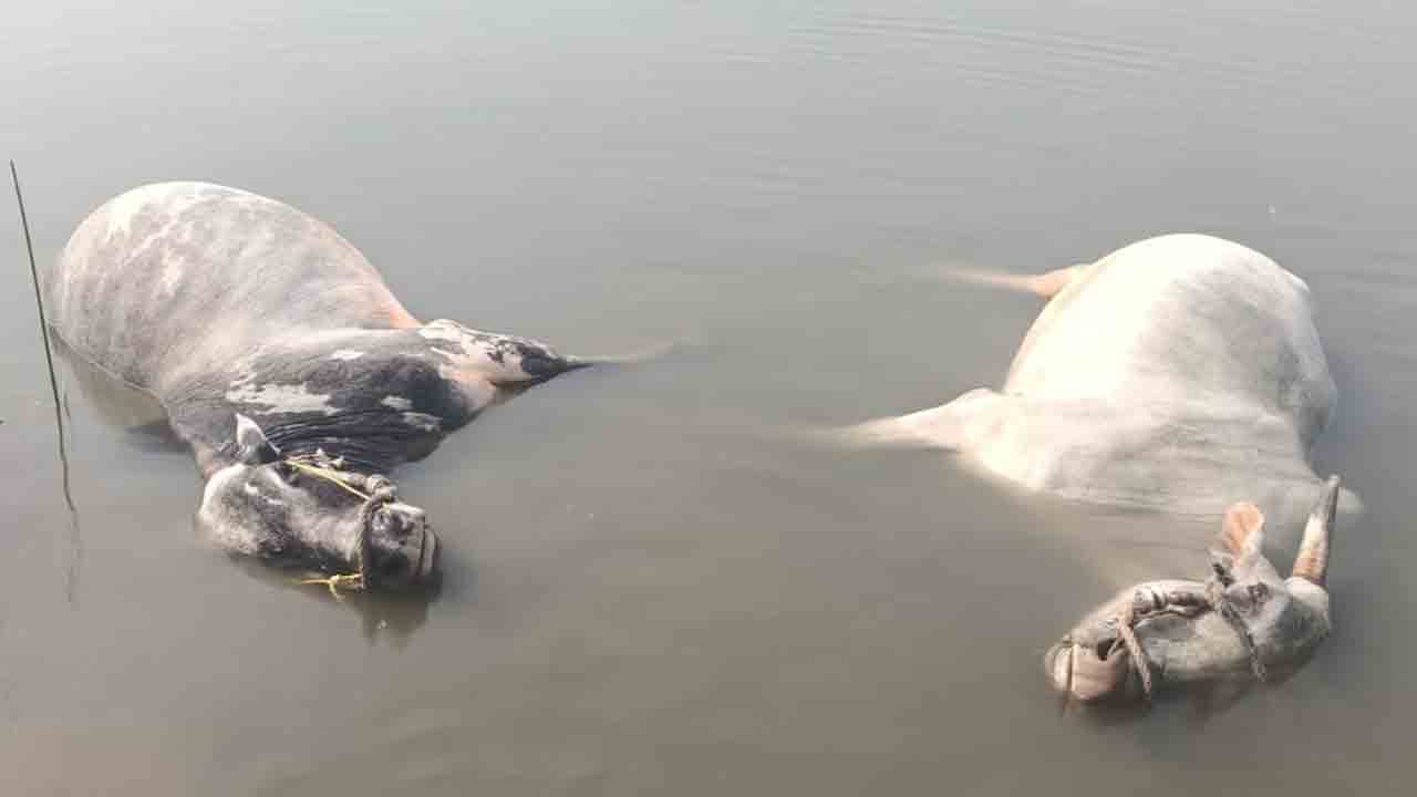 చెరువులోకి దూసుకెళ్లిన ఎడ్ల బండి