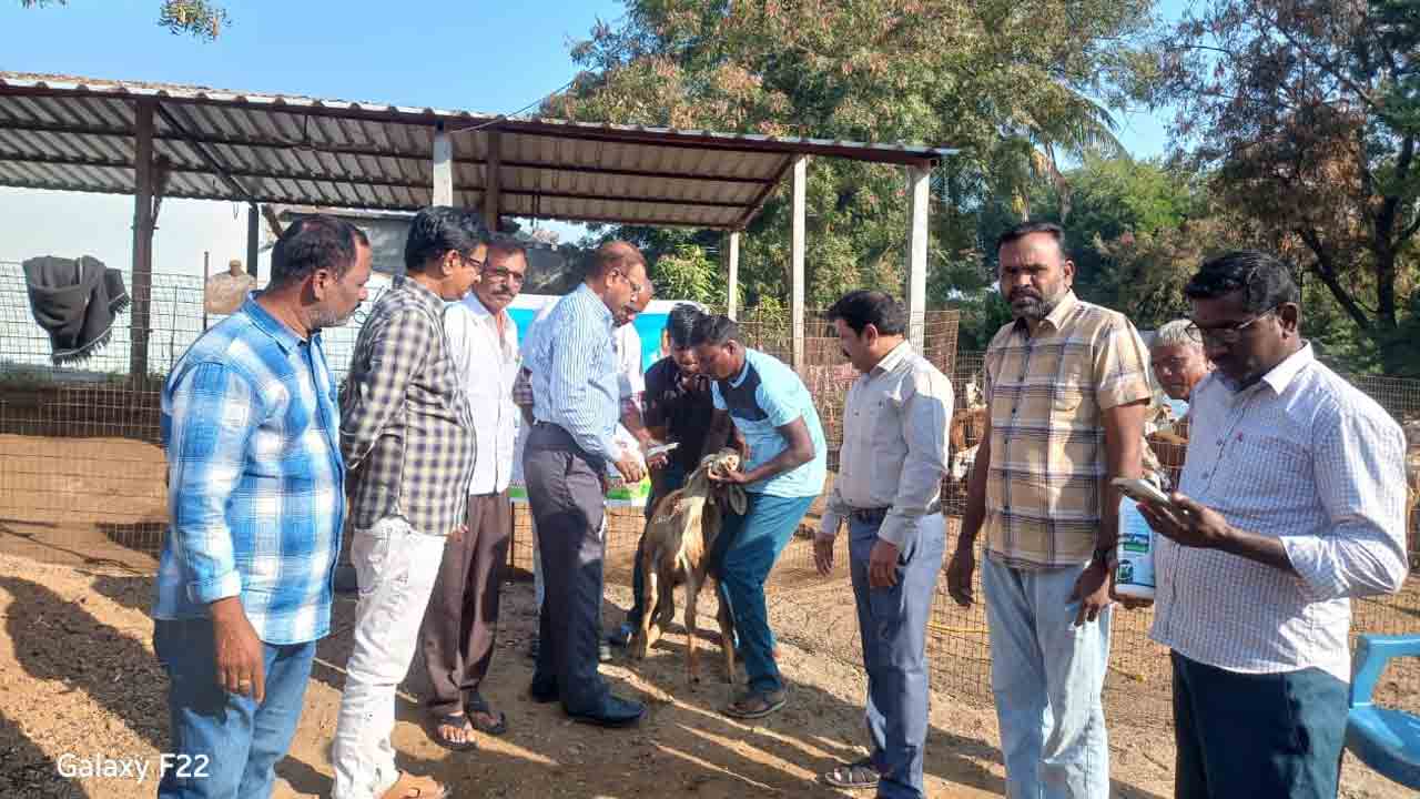 చలికాలంలో పశువుల ఆరోగ్యం పట్ల జాగ్రత్తగా ఉండాలి : డాక్టర్ లింగారెడ్డి