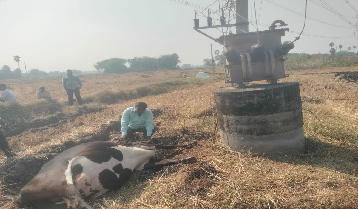 Electric Shock | రామంచలో విద్యుత్ షాక్ తో పాడి పశువు మృతి