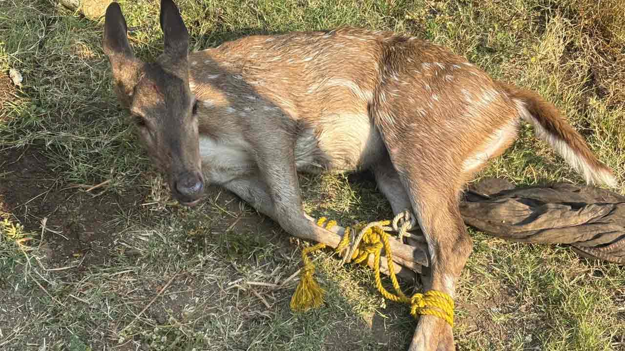 Peddapalli | గౌరెడ్డిపేటలోని ఇండ్లలోకి దుప్పి.. యాదృశ్చికంగానే వచ్చిందా..? ఎన్నికల విందుల కోసమేనా..?