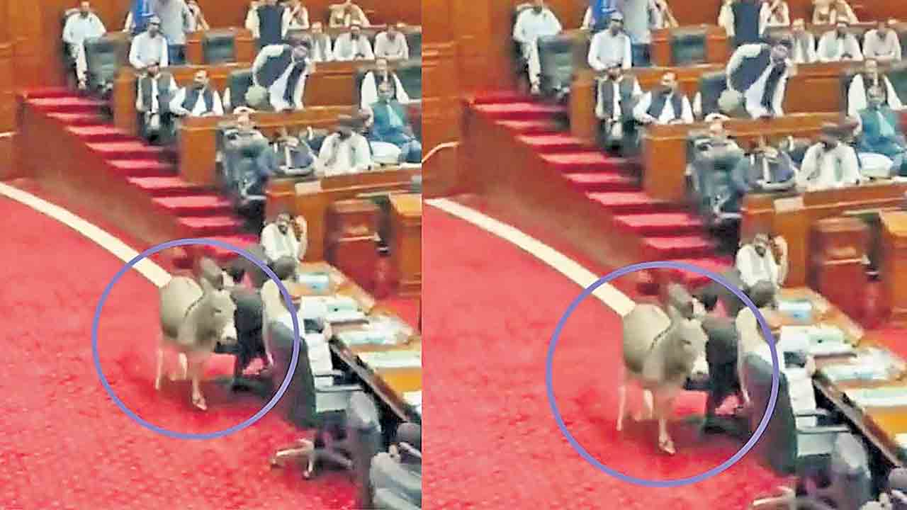 పాక్‌ పార్లమెంట్‌లో గాడిద హల్‌చల్‌