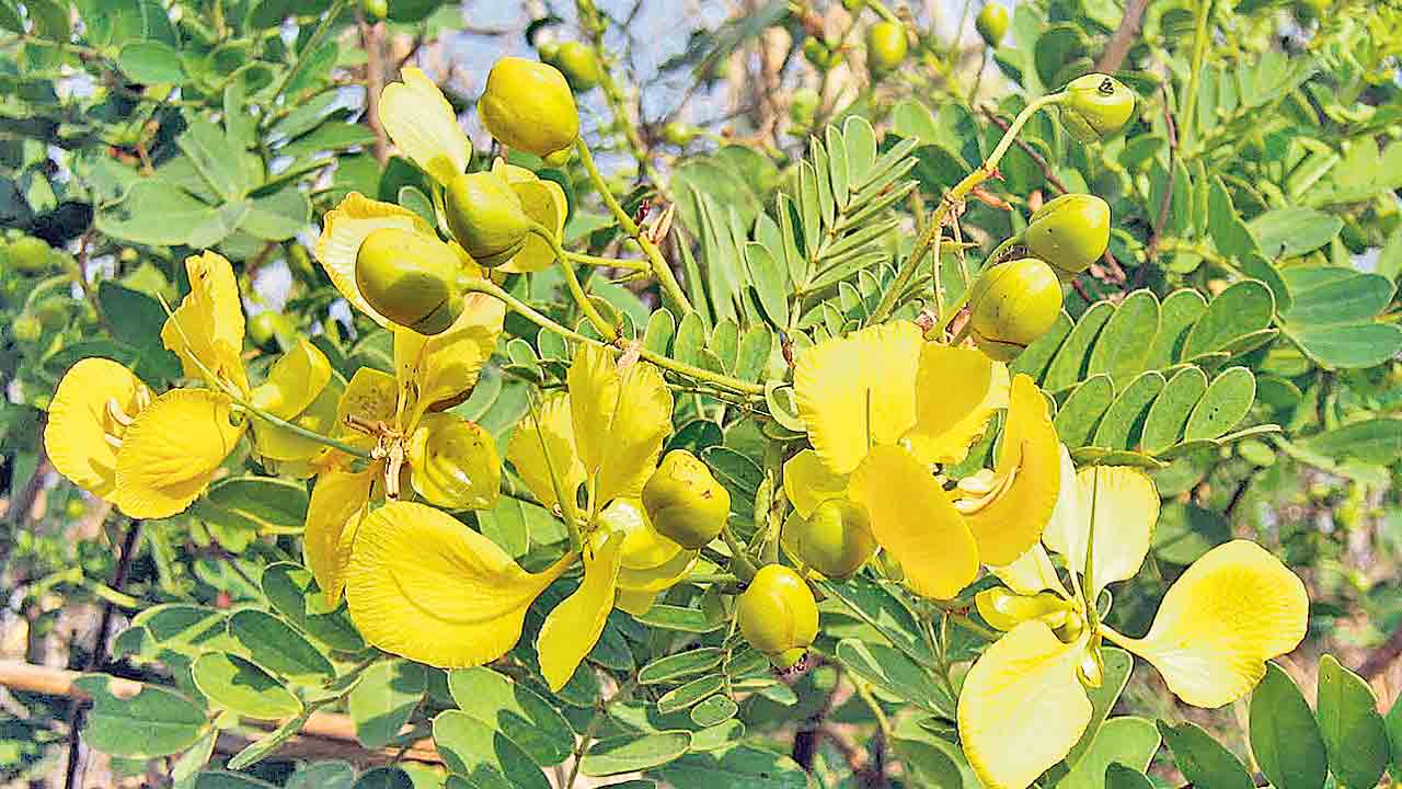 సాంస్కృతిక పునరుజ్జీవన ఉద్యమం!