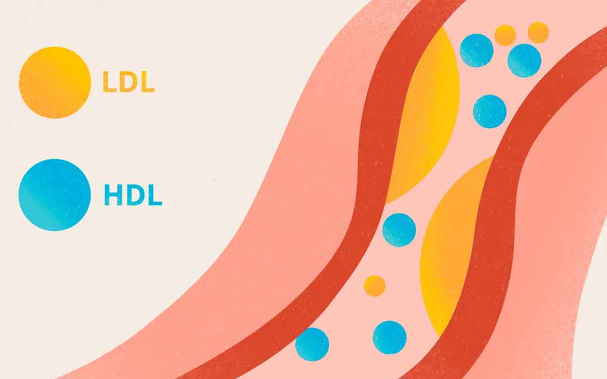 HDL Levels | మ‌న శ‌రీరంలో మంచి కొలెస్ట్రాల్ కూడా ఉంటుంద‌ని మీకు తెలుసా..? అది పెర‌గాలంటే ఏం చేయాలి..?