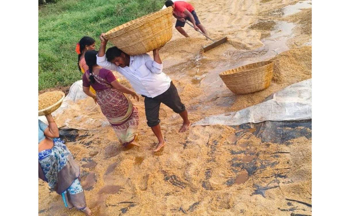 Julurupadu : కాంగ్రెస్‌కు ఓటేయ‌లేద‌ని వరి ధాన్యాన్ని తడిపిన నాయకుడు