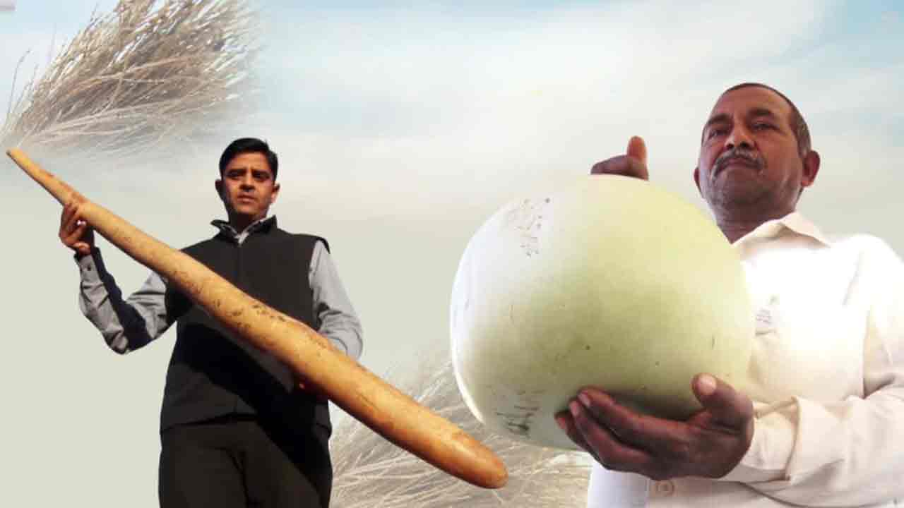 Viral | మధ్యప్రదేశ్‌లో కిలోన్నర నిమ్మకాయ.. ఏడు కిలోల సొరకాయ