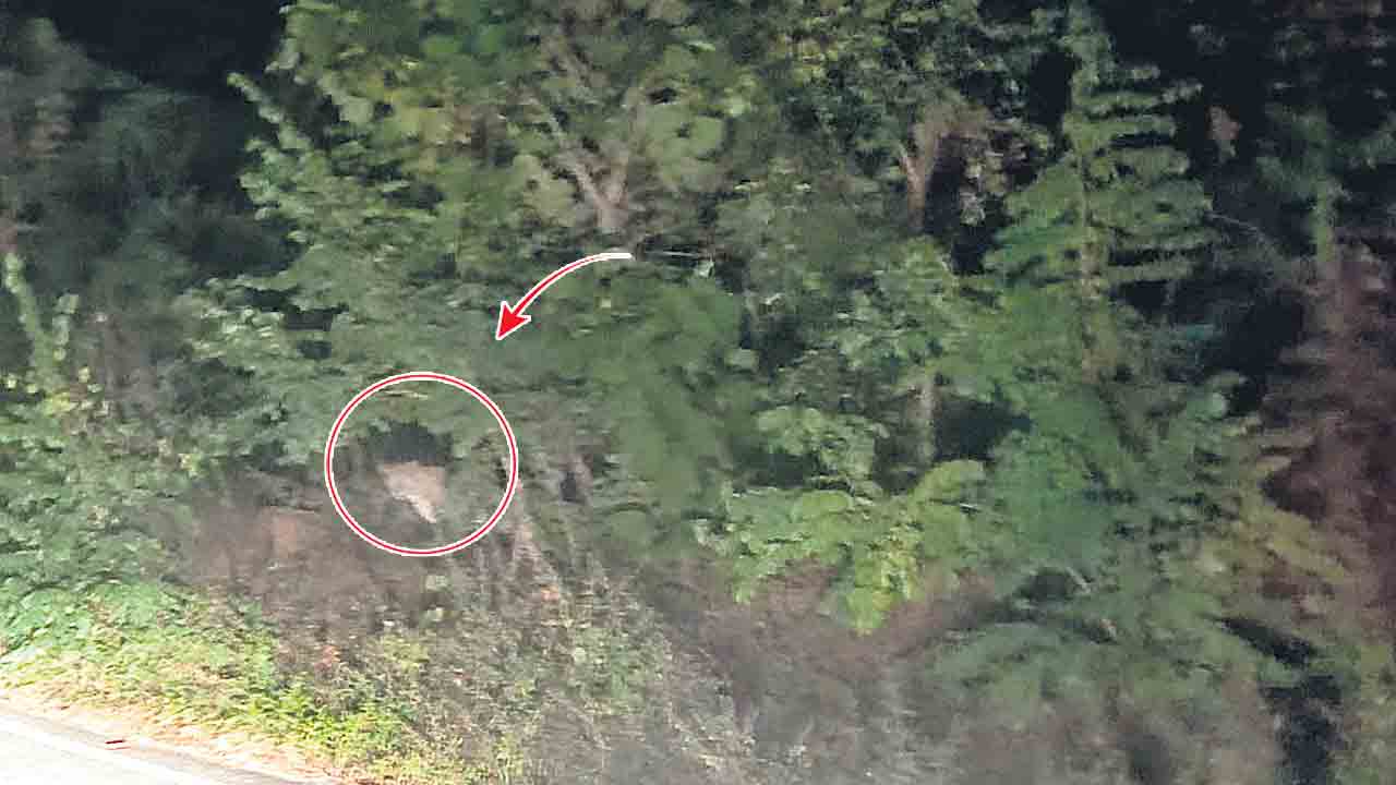 పల్లెల్లో చిరుతల సంచారం..