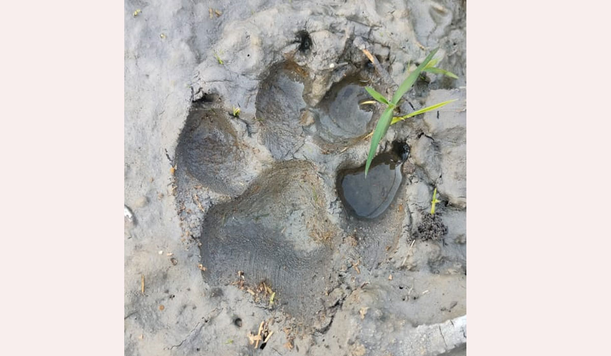 Leopard | హనుమాజీపేటలో చిరుత కలకలం.. భయాందోళనలో గ్రామస్తులు