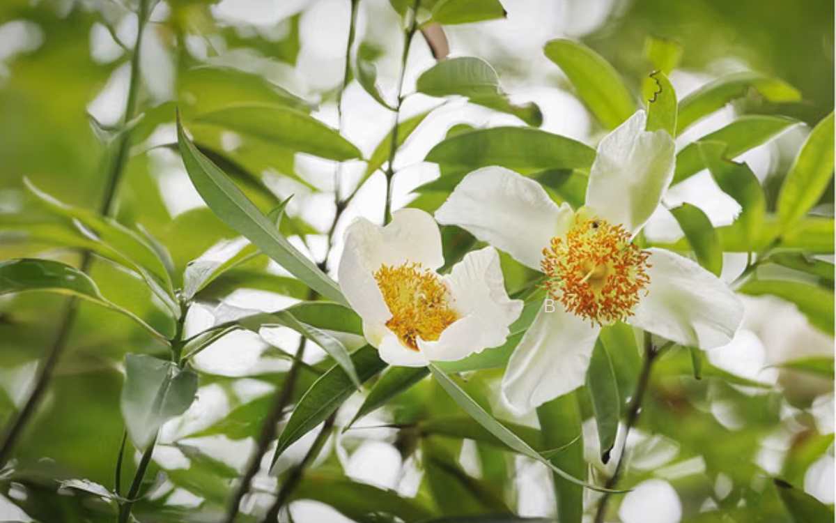 Nagakesari Plant | ఆరోగ్యానికి ఎంతో మేలు చేసే నాగ‌కేస‌రి మొక్క‌.. దీంతో ఏయే అనారోగ్యాల‌ను న‌యం చేసుకోవ‌చ్చంటే..?