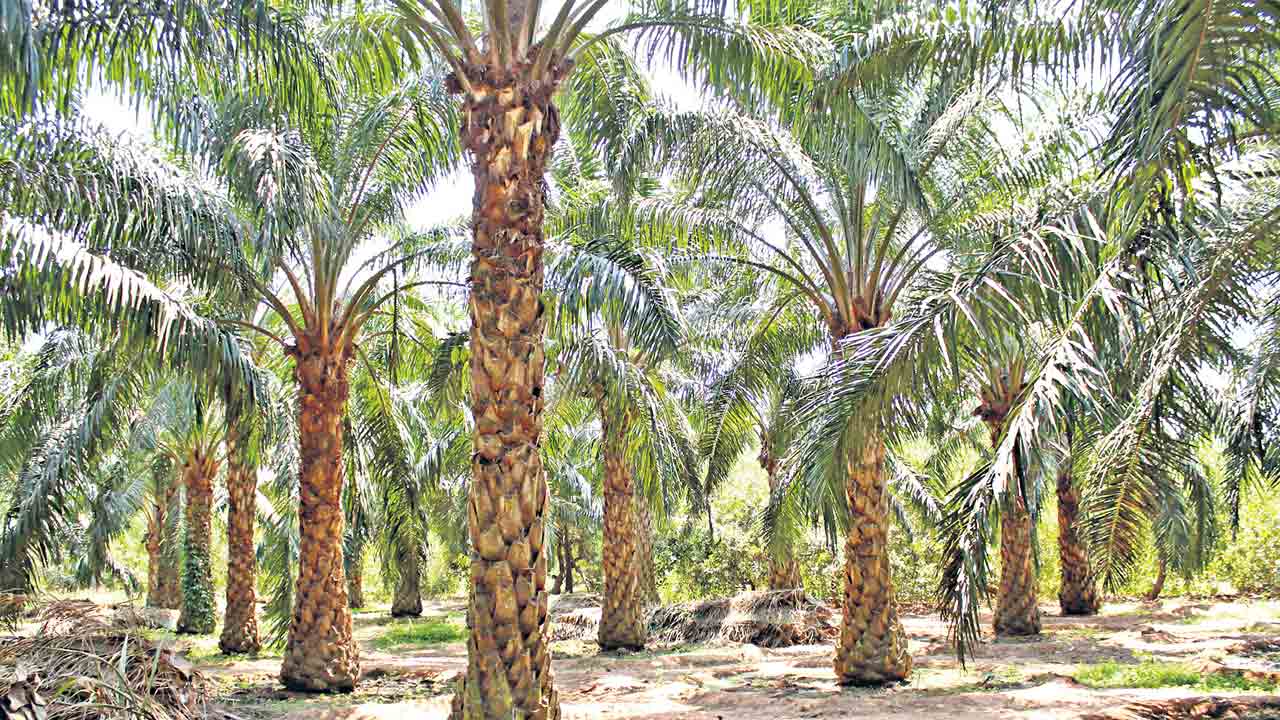 ఘనం.. పీవీ వనం