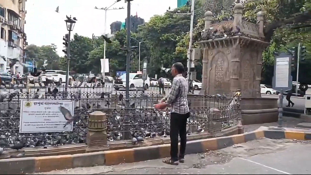 Pigeon Feeding: పావురాల‌కు గింజ‌లు చ‌ల్లిన వ్య‌క్తికి 5వేల జ‌రిమానా