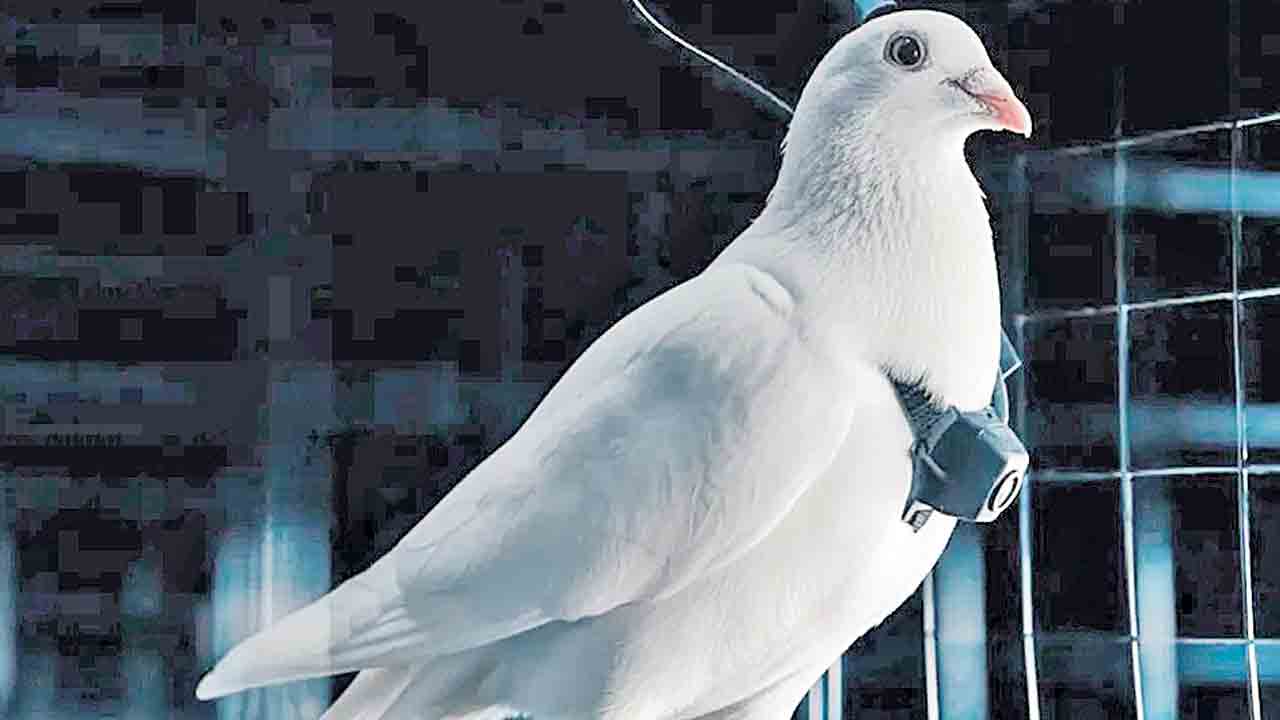 బయో డ్రోన్లుగా పావురాలు!.. మెదడులో చిప్‌లు అమర్చుతున్న రష్యా