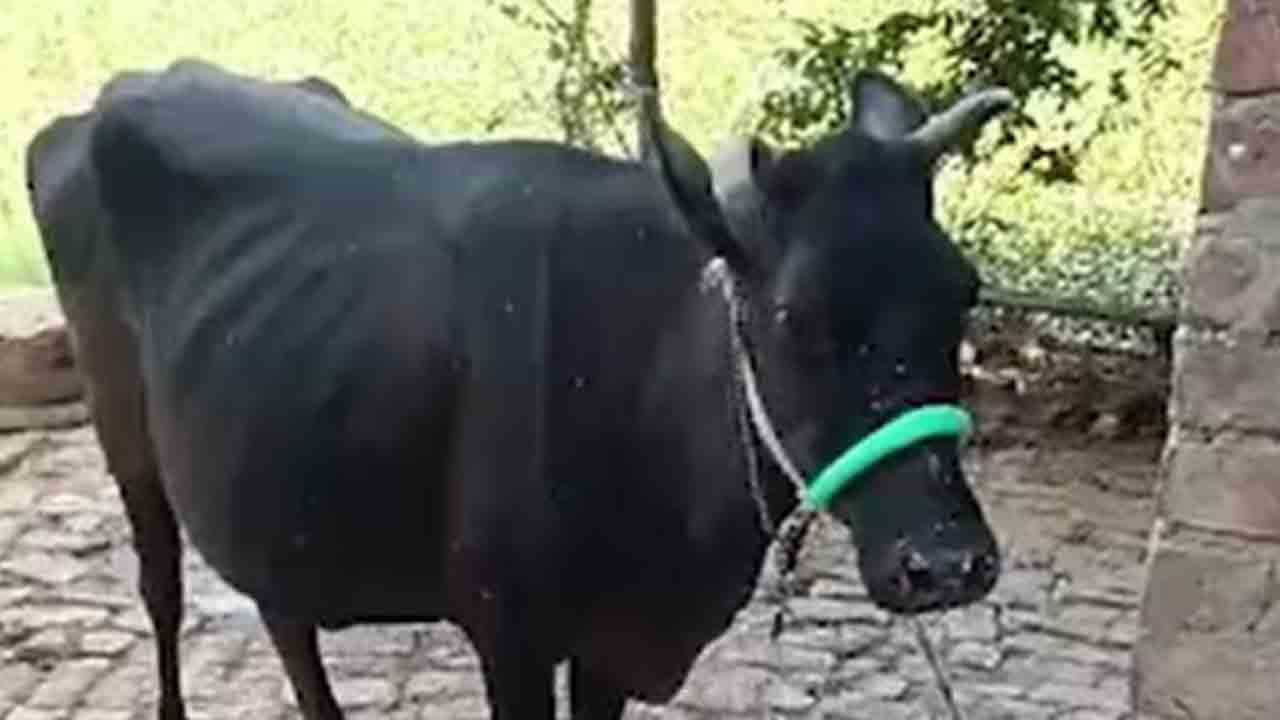 rabies infected cow dies | రేబిస్ సోకి ఆవు మృతి.. టీకా కోసం క్యూ కట్టిన గ్రామస్తులు