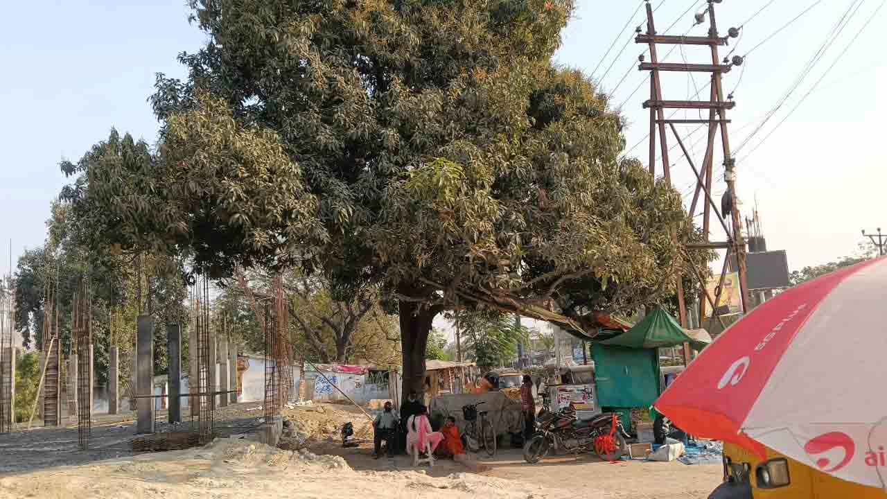 Ramagundam Tree | రామగుండం రాజకీయమంతా ఈ చెట్టు చుట్టే..!