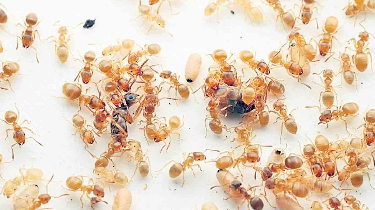 మీరు బతకాలంటే.. నన్ను చంపండి!