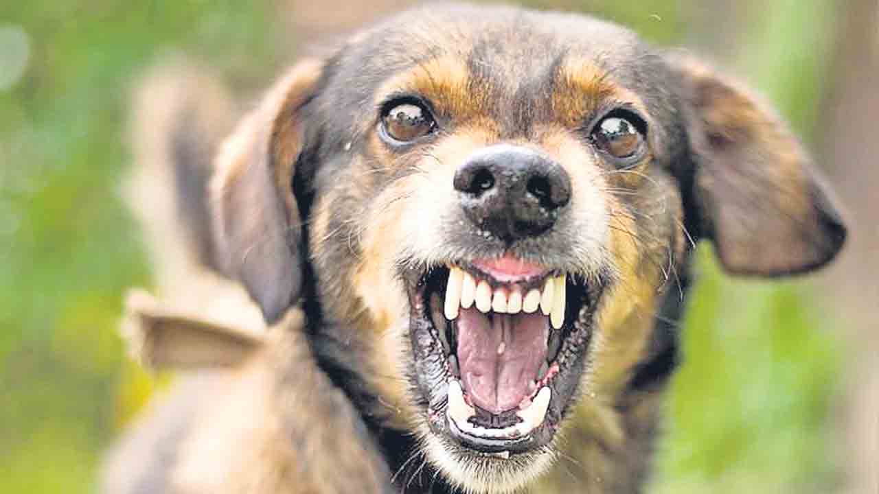 చిన్నారిపై కుక్కదాడి