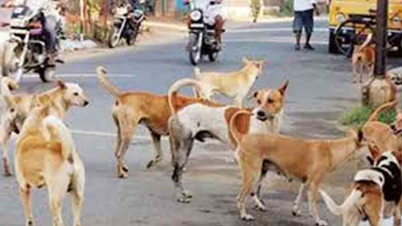 రెచ్చిపోతున్న వీధి కుక్కలు