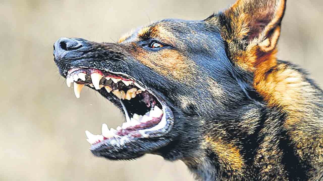 ఒక్కో కుక్కపై రూ.1500