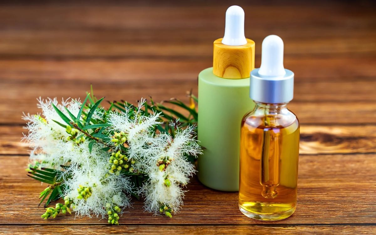 Tea Tree Oil | టీ ట్రీ ఆయిల్ మ‌న‌కు ఎన్ని అద్భుత‌మైన ప్ర‌యోజ‌నాల‌ను కలిగిస్తుందంటే..?