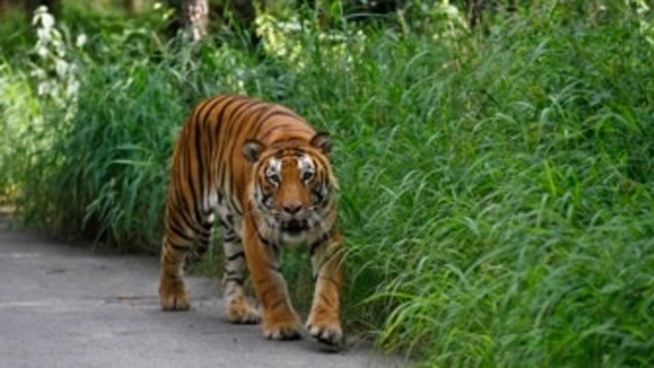 Bhupalapally | భూపాలపల్లి జిల్లాలో పులి సంచారం.. భయాందోళనలో గ్రామస్తులు