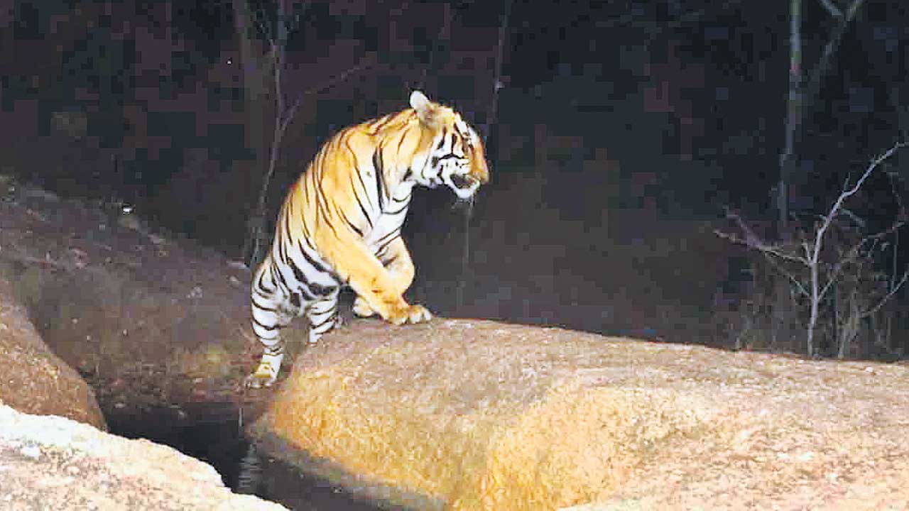 పులి ప్రాణాలతో చెలగాటం!