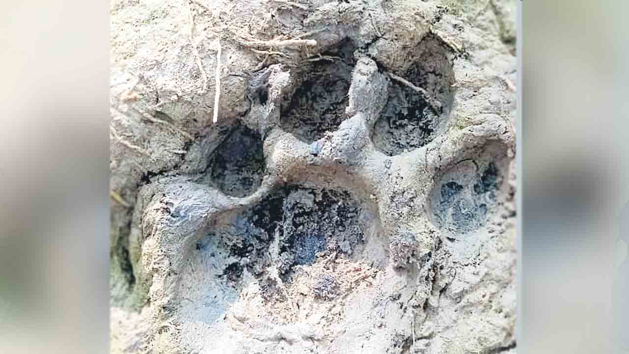 పులి అలజడి.. భయాందోళనలో ప్రజలు