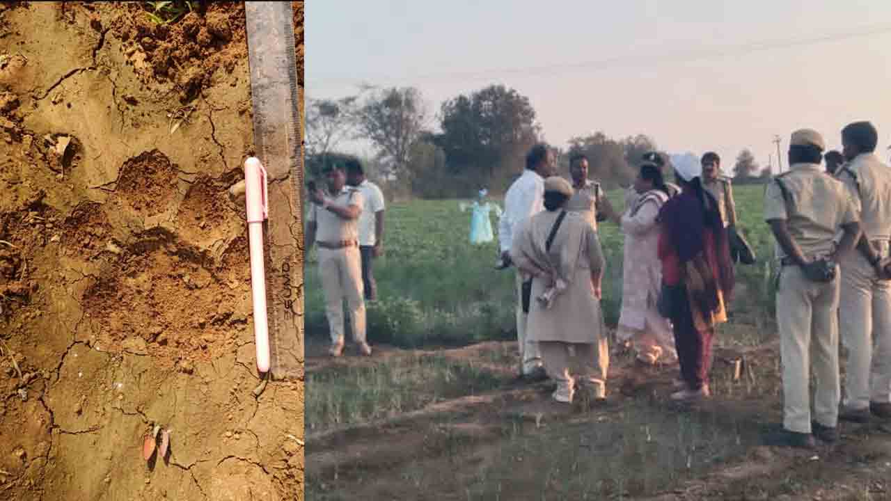 Tiger Roaming | సిద్దిపేట జిల్లాలో పులి సంచారం.. భయాందోళనలో గ్రామస్తులు..!