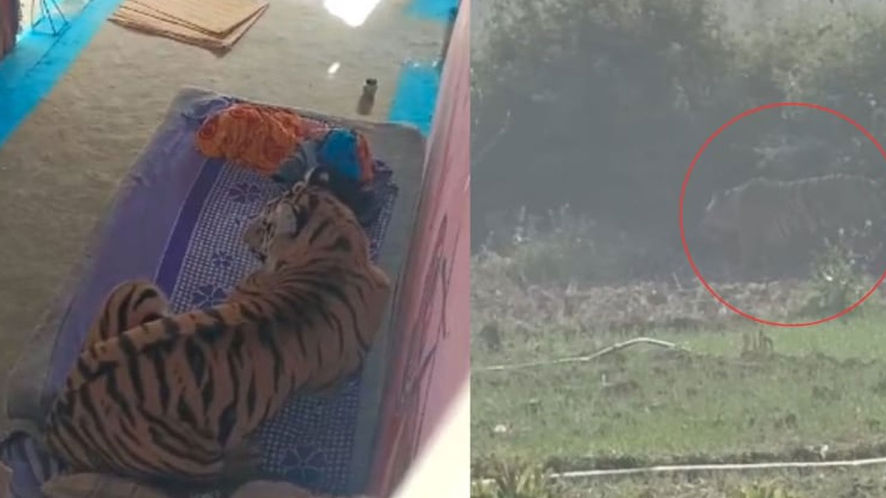 Tiger Attack: యువ‌కుడికి పంచ్ ఇచ్చి.. ఇంట్లో మంచంపై కూర్చున్న‌ది.. ఫారెస్ట్‌లో టైగ‌ర్ హ‌ల్‌చ‌ల్