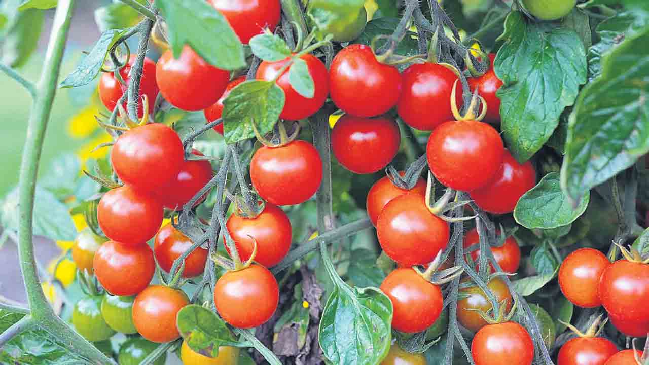 టాప్‌లో టమాటా