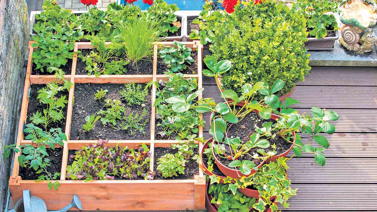 ఏపుగా పెంచుకుందాం..