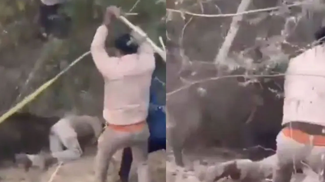 Wild Boar Attack: ఫారెస్ట్ ఆఫీస‌ర్‌పై దాడి చేసిన‌ అడ‌విపంది.. ఇక ఏం జ‌రిగిందో చూడండి.. వీడియో