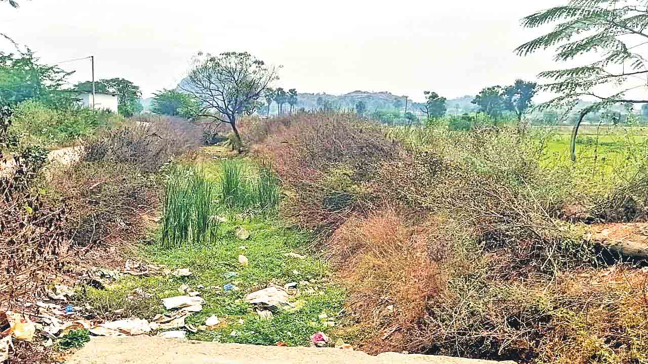 కాలువను కమ్మేసిన సర్కారు తుమ్మ!