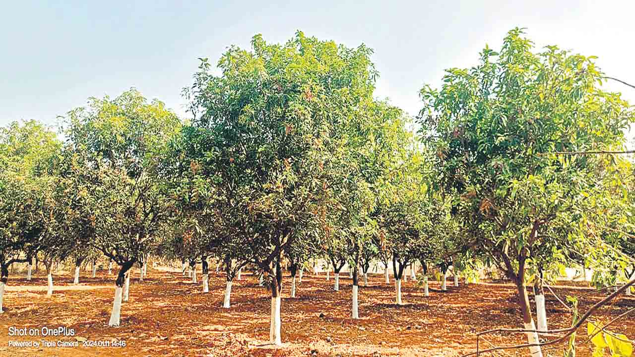 మామిడి పూత ఆలస్యం.. అకాల వర్షాలు, పొగమంచు ప్రభావం