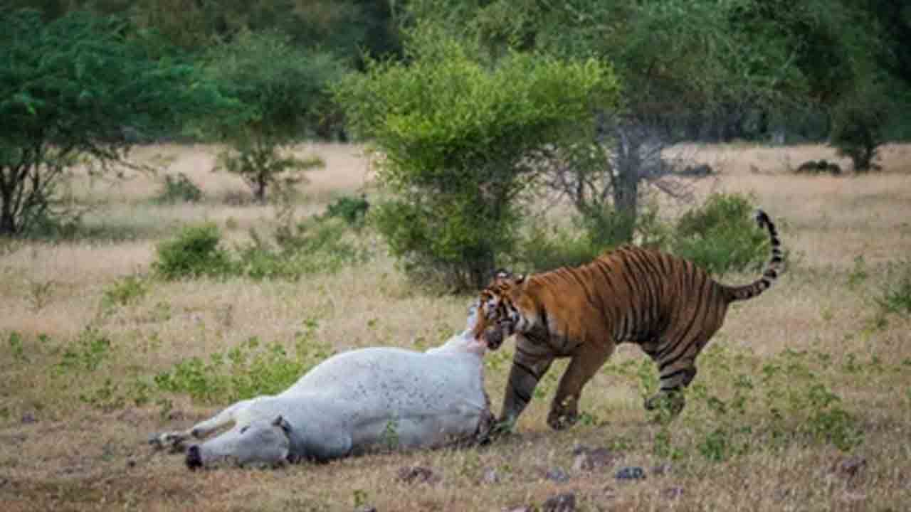 పెద్దపులి దాడిలో ఆవు, దూడ మృత్యువాత