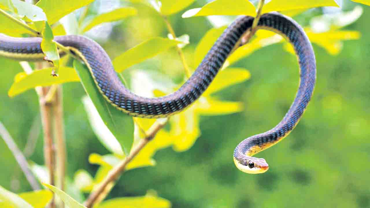 పాములను పారదోలుదాం..