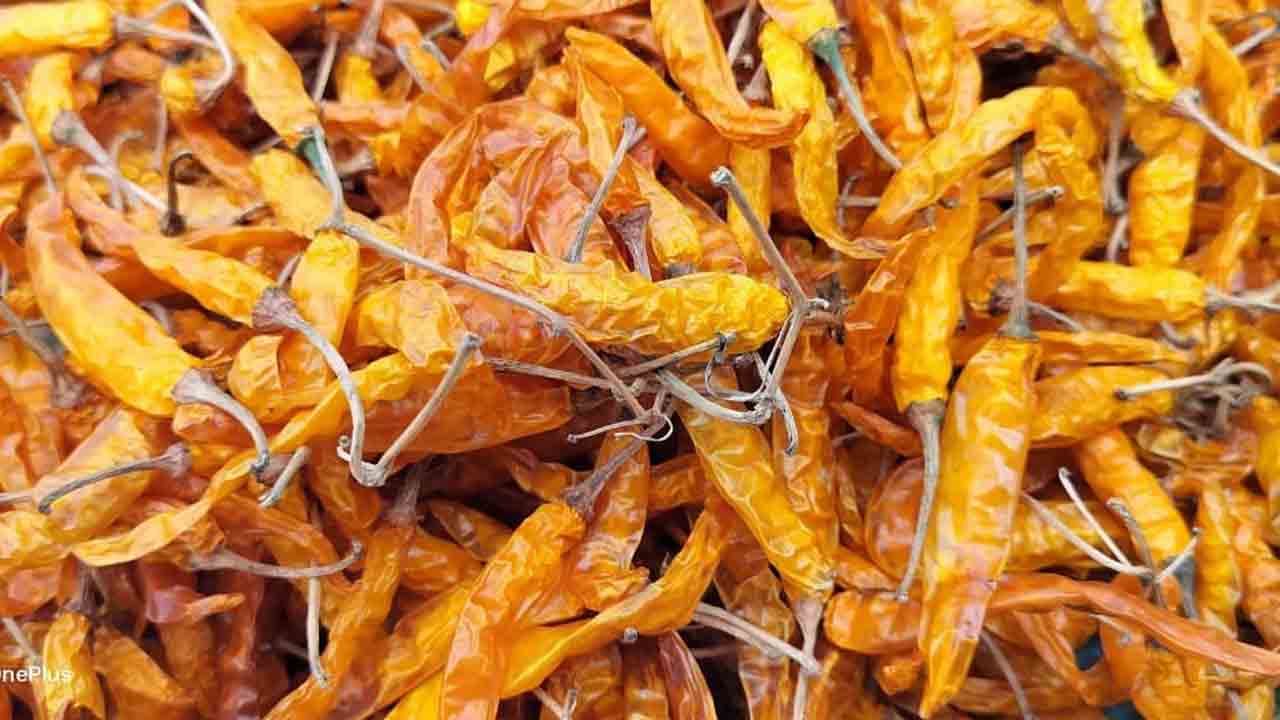 ఎల్లో మిర్చికి రికార్డు ధర.. క్వింటాకు రూ.44వేలు