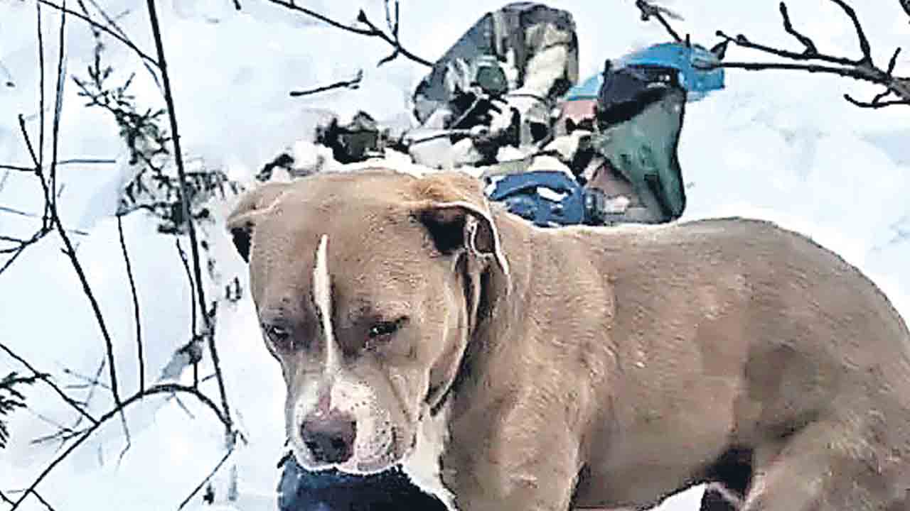 హిమాచల్‌ మంచులో యజమాని మృతి.. 4 రోజులుగా పెంపుడు కుక్క కాపలా
