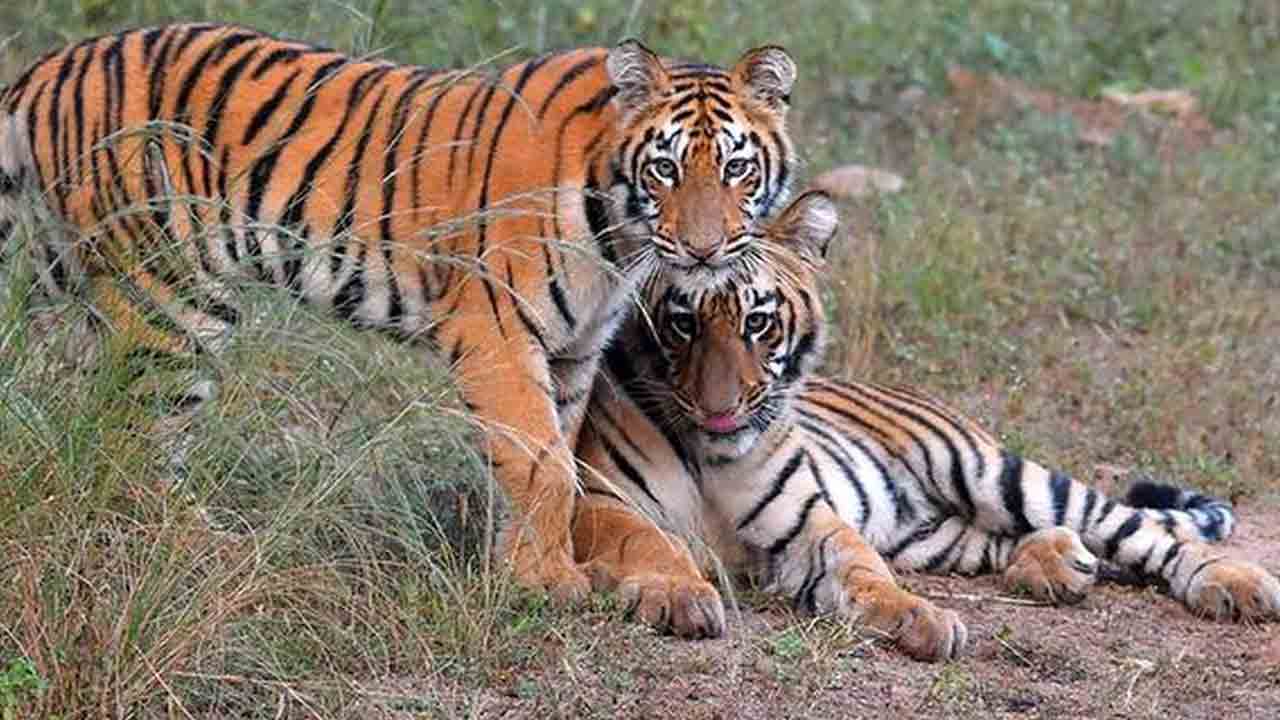 పులుల గణనలో విషాదాలు.. గుండెపోటుతో అటవీ వాచర్‌ మృతి