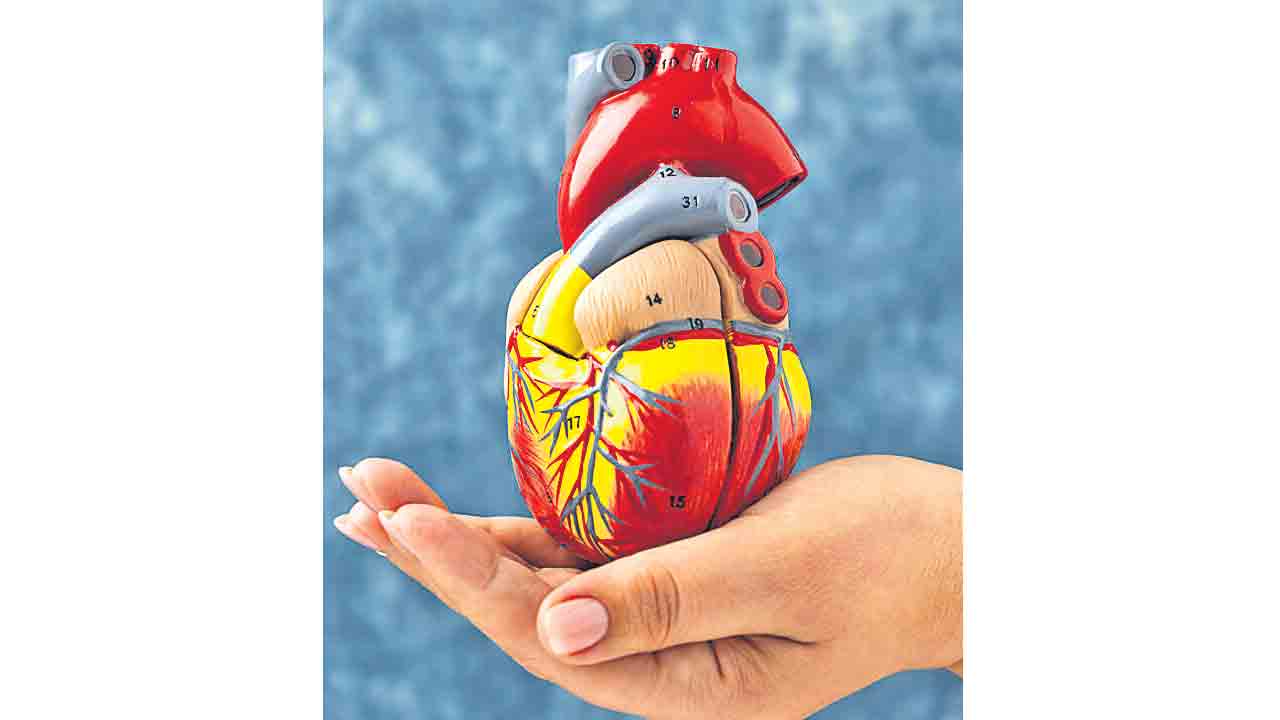 కుడివైపున ‘గుండె’!