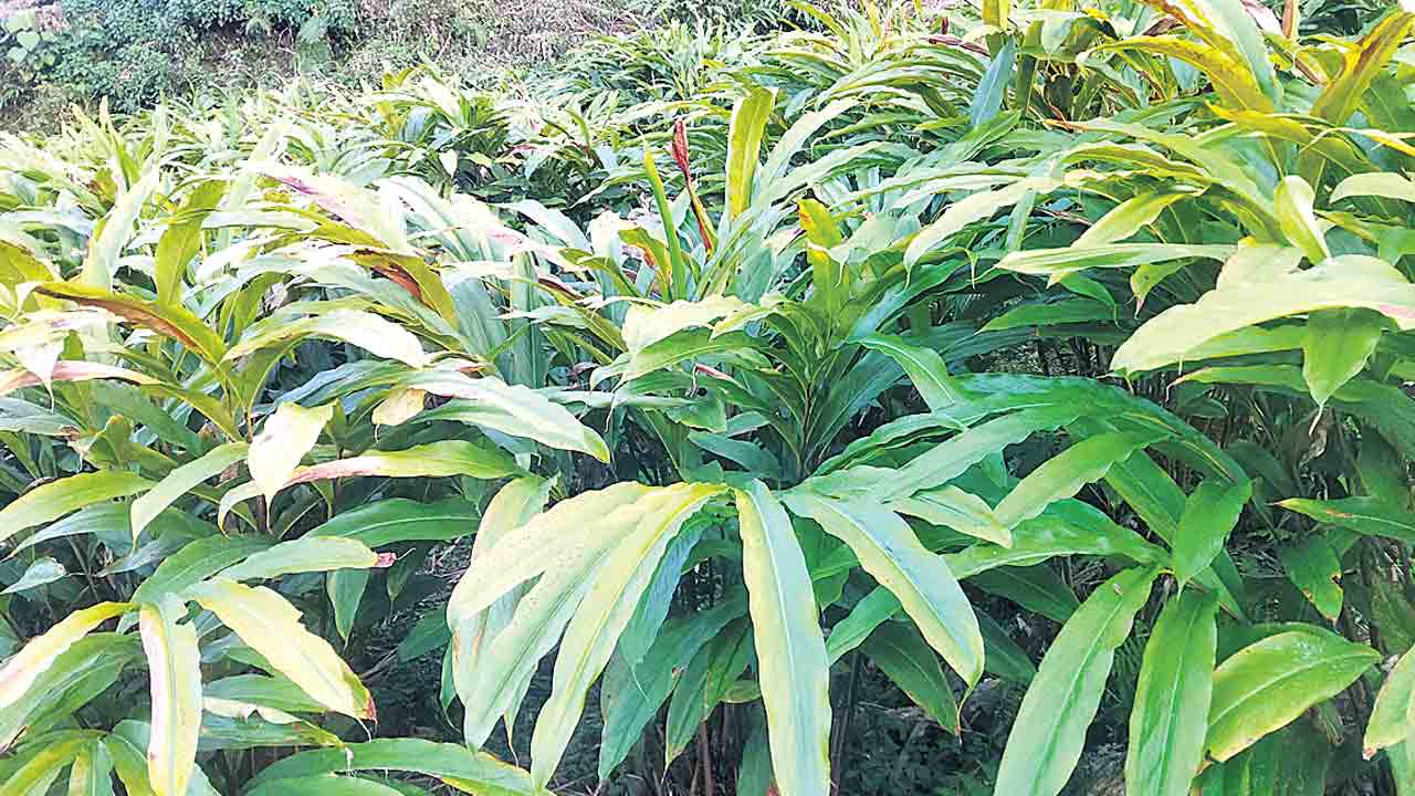 ఘనం.. పీవీ వనం