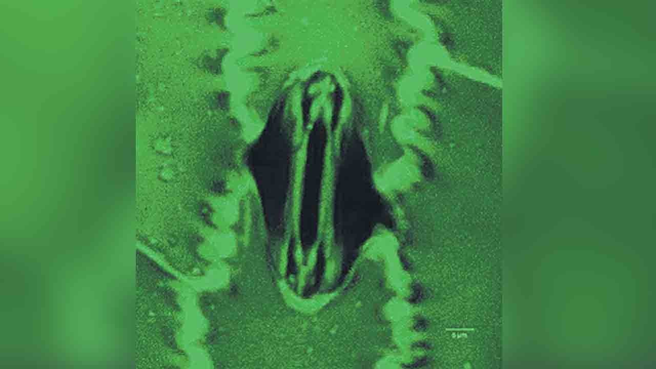 మొక్కలు శ్వాస పీల్చుకోవడం చూడొచ్చు!