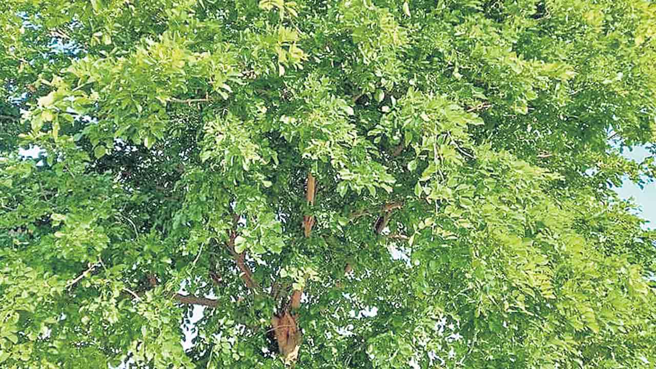 ఘనం.. పీవీ వనం