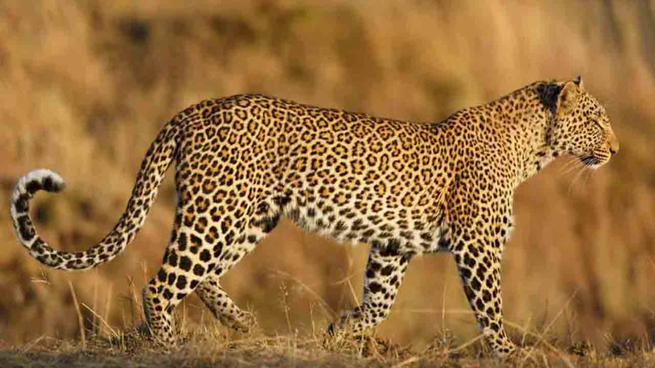 పులిదాడిలో లేగదూడ మృతి!